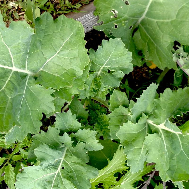 Kale Seeds - Dwarf Siberian - Sow True Seed