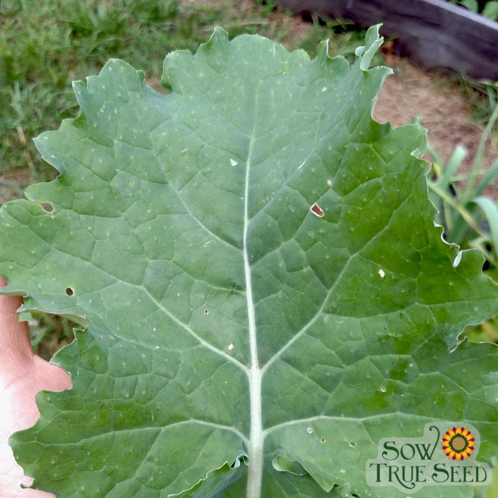 Kale Seeds - Dwarf Siberian - Sow True Seed