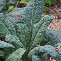 Kale Seeds - Lacinato, ORGANIC - Sow True Seed