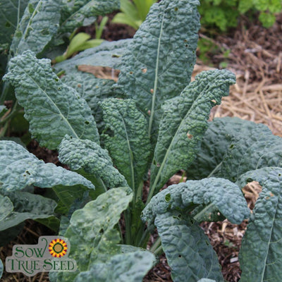 Kale Seeds - Lacinato, ORGANIC