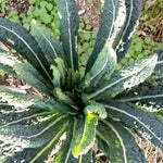 Kale Seeds - Lacinato, ORGANIC - Sow True Seed