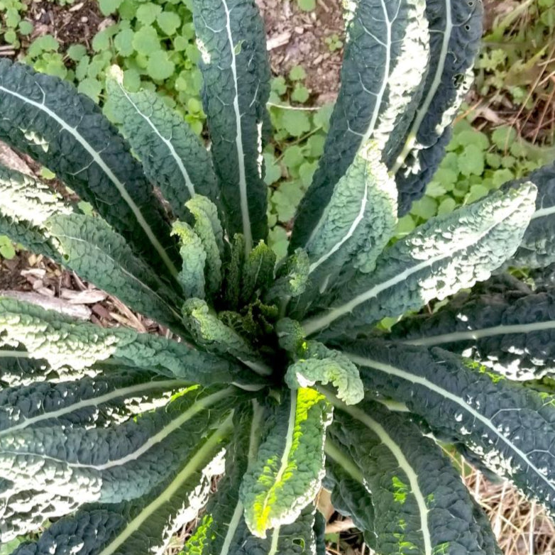 Kale Seeds - Lacinato, ORGANIC - Sow True Seed