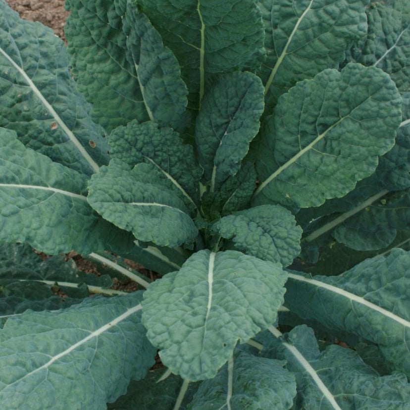 Kale Seeds - Lacinato, ORGANIC - Sow True Seed