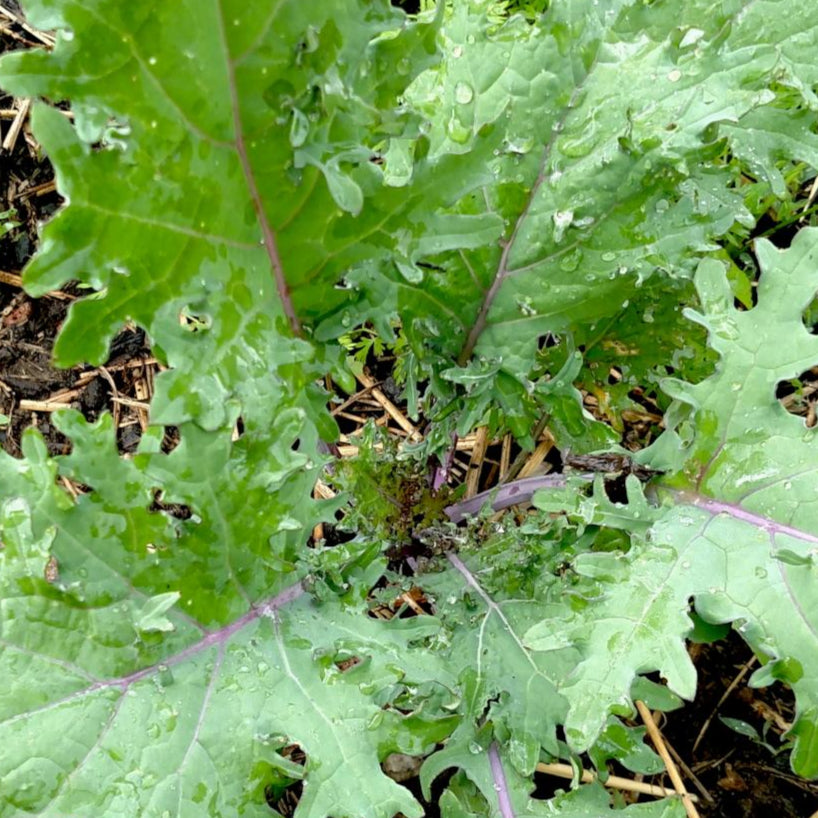 Kale Seeds - Red Russian - Sow True Seed