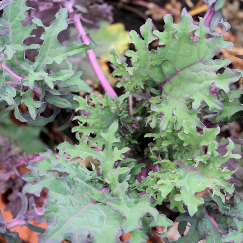 Kale Seeds - Red Russian - Sow True Seed