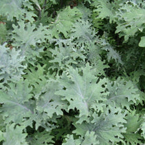 Kale Seeds - Red Russian - Sow True Seed