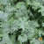 Kale Seeds - Red Russian - Sow True Seed