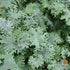 Kale Seeds - Red Russian