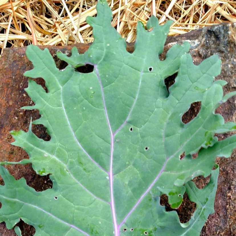 Kale Seeds - Red Russian - Sow True Seed