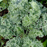 Kale Seeds - Vates, Dwarf Blue Curled Scotch, ORGANIC - Sow True Seed