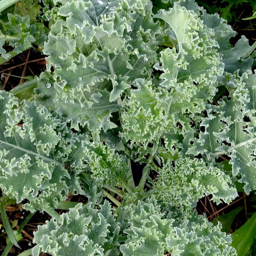 Kale Seeds - Vates, Dwarf Blue Curled Scotch, ORGANIC - Sow True Seed