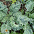 Kale Seeds - Vates, Dwarf Blue Curled Scotch, ORGANIC - Sow True Seed