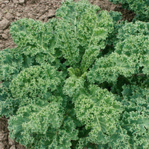 Kale Seeds - Vates, Dwarf Blue Curled Scotch, ORGANIC - Sow True Seed