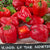 Sweet Pepper Seeds - King of the North, ORGANIC - Sow True Seed