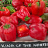 Sweet Pepper Seeds - King of the North