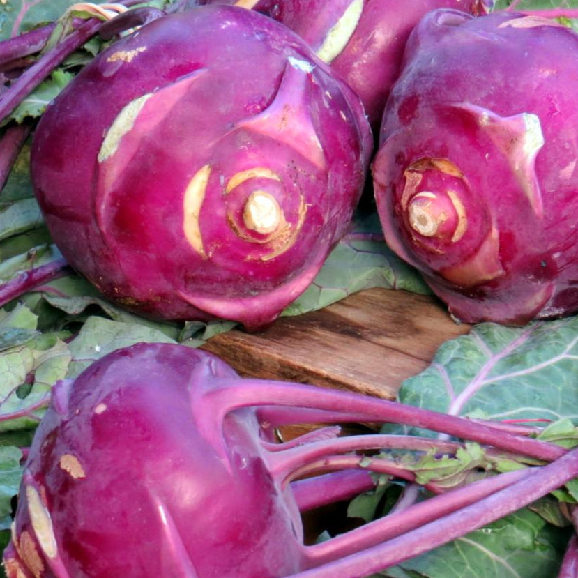 Kohlrabi Seeds - Purple Vienna - Sow True Seed