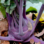 Kohlrabi Seeds - Purple Vienna - Sow True Seed