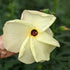 Korean Silkflower Seeds
