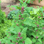 Lambsquarters - Magenta Spreen, ORGANIC - Sow True Seed