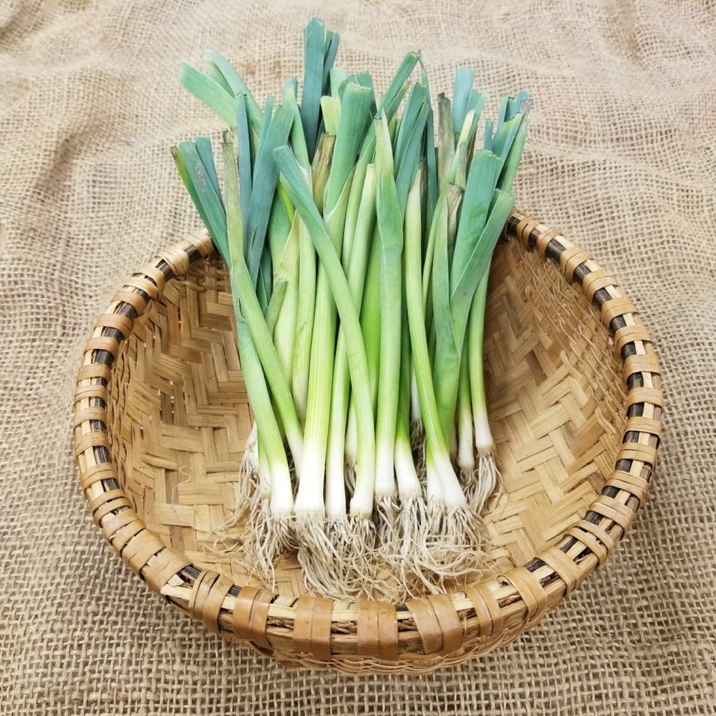 Leek Starts - Lancelot - Sow True Seed