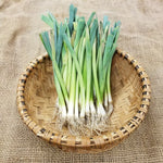 Leek Starts - Lancelot - Sow True Seed