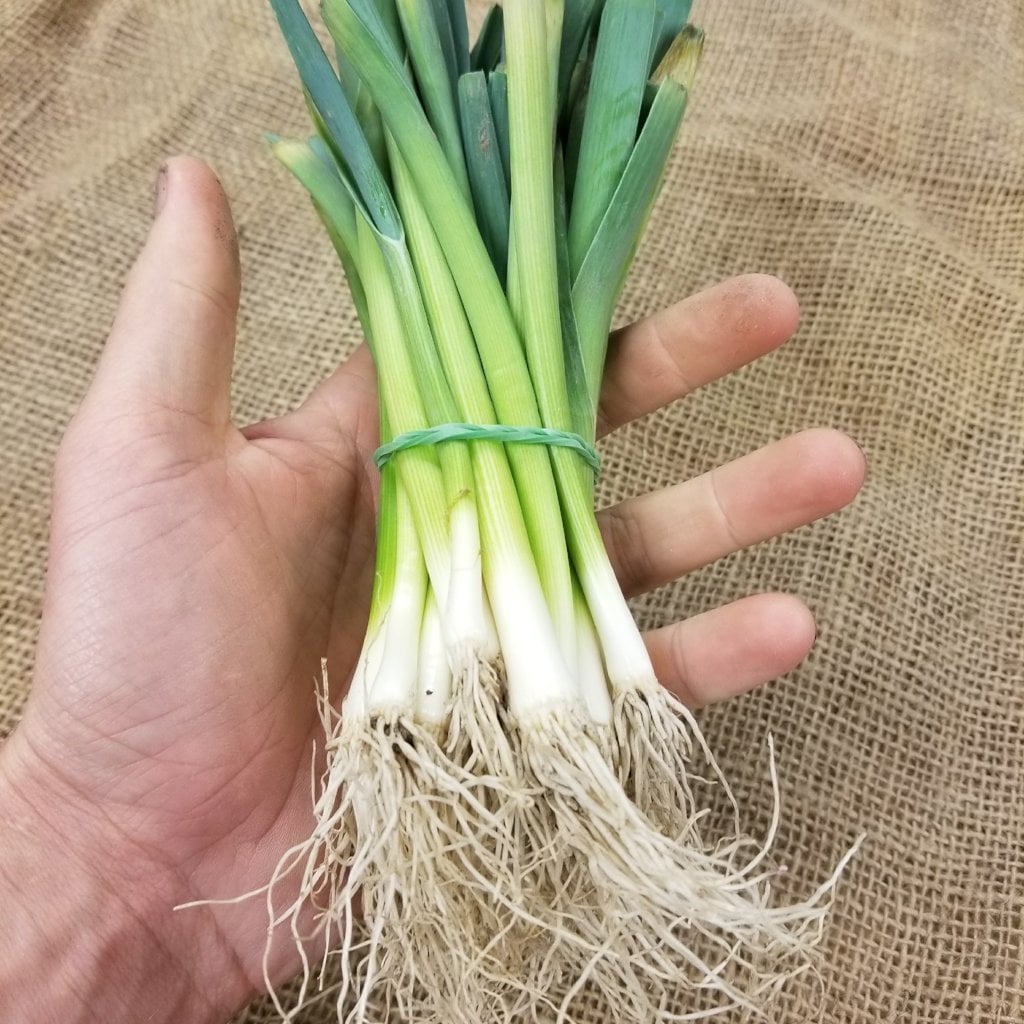 Leek Starts - Lancelot - Sow True Seed