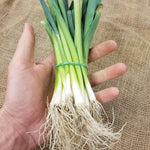 Leek Starts - Lancelot - Sow True Seed