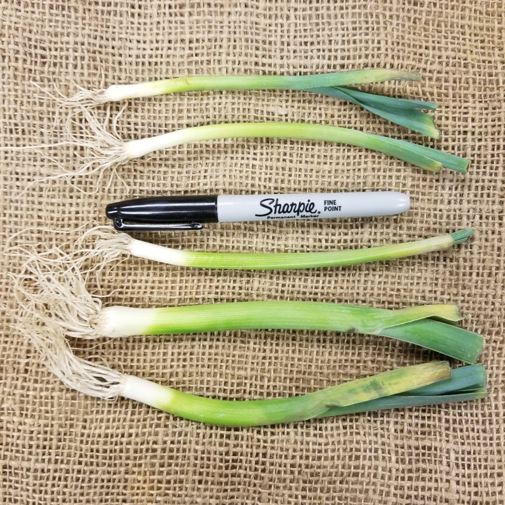 Leek Starts - Lancelot - Sow True Seed