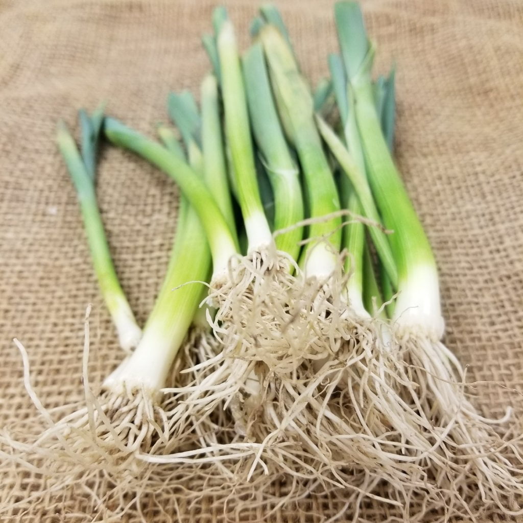Leek Starts - Lancelot - Sow True Seed
