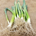 Leek Starts - Lancelot - Sow True Seed