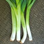 Leek - American Flag, ORGANIC - Sow True Seed
