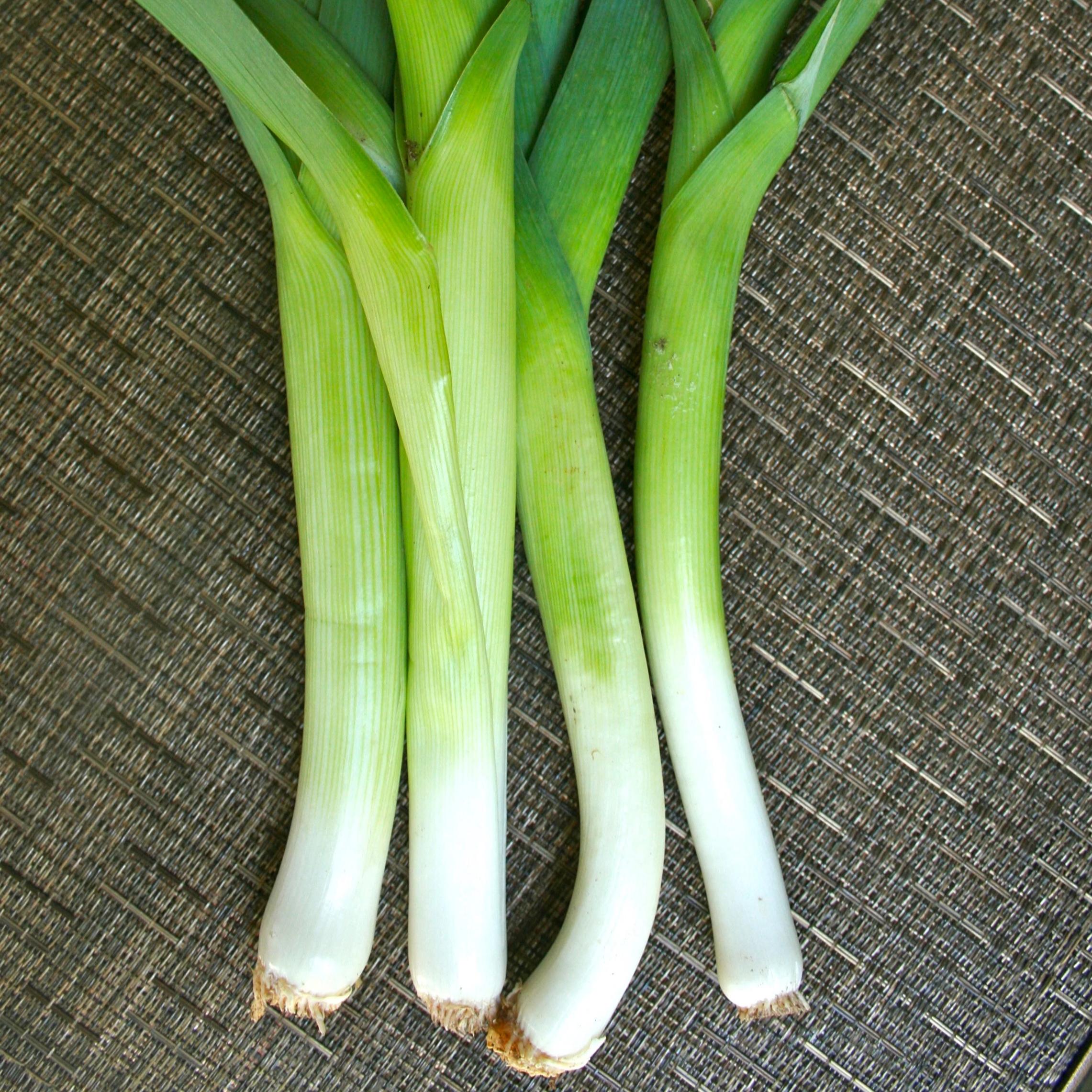 Leek - American Flag, ORGANIC - Sow True Seed