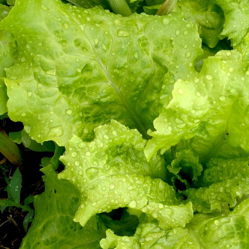 Lettuce Seeds - Black Seeded Simpson, ORGANIC - Sow True Seed