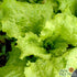 Lettuce Seeds - Black Seeded Simpson, ORGANIC