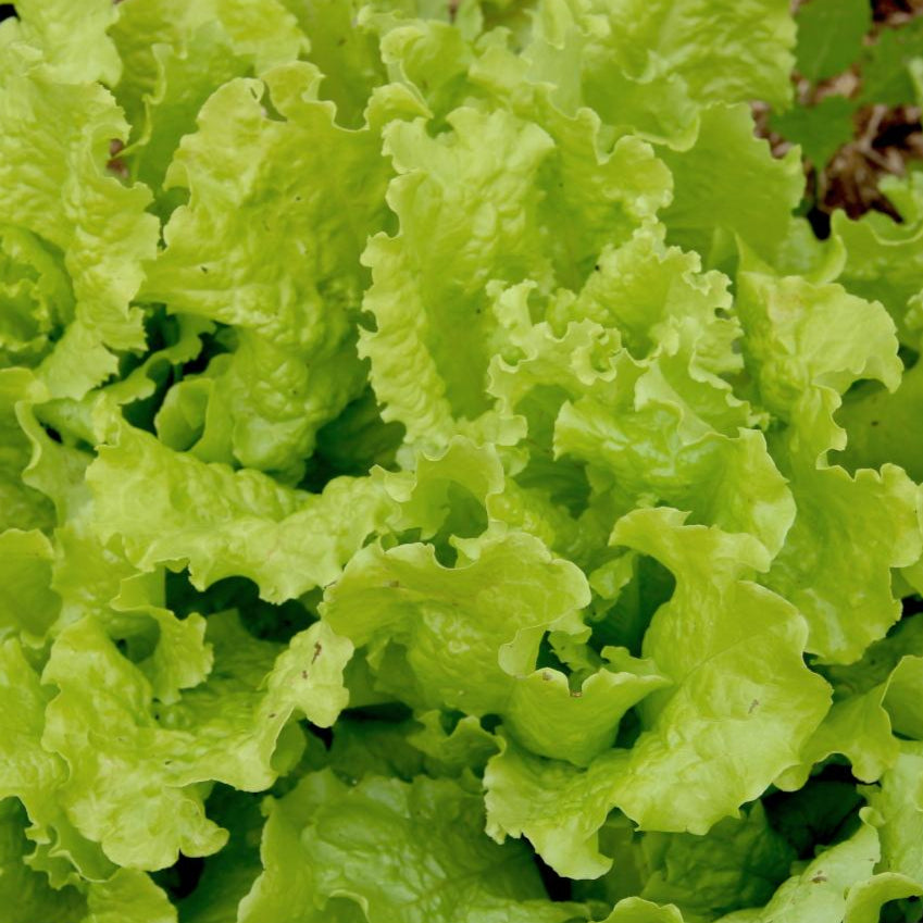 Lettuce Seeds - Black Seeded Simpson, ORGANIC - Sow True Seed