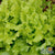 Lettuce Seeds - Black Seeded Simpson, ORGANIC - Sow True Seed
