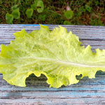 Lettuce Seeds - Black Seeded Simpson, ORGANIC - Sow True Seed