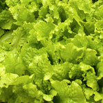 Lettuce Seeds - Black Seeded Simpson, ORGANIC - Sow True Seed