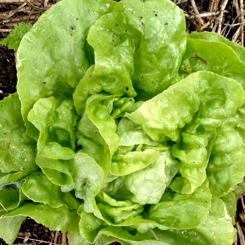 Lettuce Seeds - Buttercrunch, ORGANIC - Sow True Seed