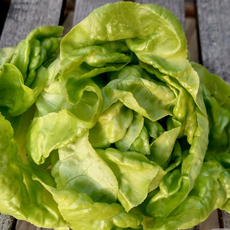 Buttercrunch Lettuce Seeds – Boston Type – Cold Resistant, Edible – Spring & Summer Planting
