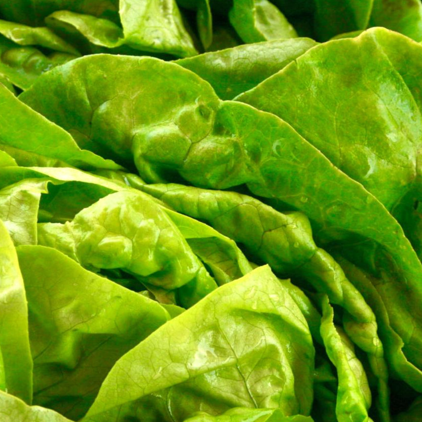 Lettuce Seeds - Buttercrunch, ORGANIC - Sow True Seed