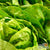Lettuce Seeds - Buttercrunch, ORGANIC - Sow True Seed