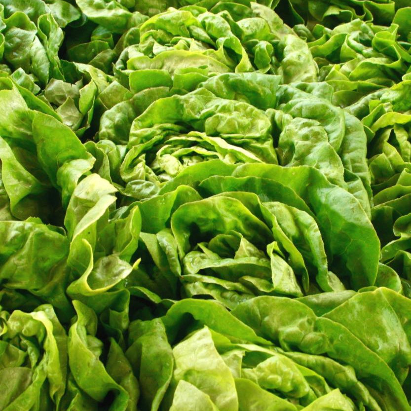 Lettuce Seeds - Buttercrunch, ORGANIC - Sow True Seed