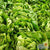 Lettuce Seeds - Buttercrunch, ORGANIC - Sow True Seed