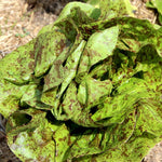 Lettuce Seeds - Freckles, ORGANIC - Sow True Seed