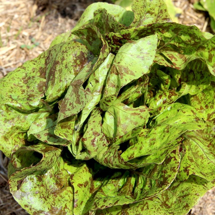 Lettuce Seeds - Freckles, ORGANIC - Sow True Seed