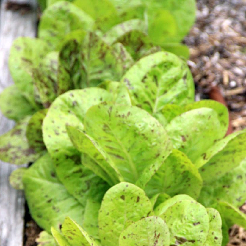 Lettuce Seeds - Freckles, ORGANIC - Sow True Seed