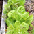 Lettuce Seeds - Freckles, ORGANIC - Sow True Seed