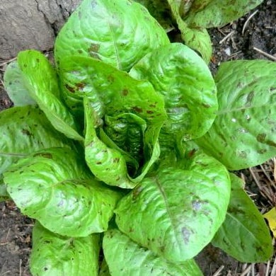 Lettuce Seeds - Freckles, ORGANIC - Sow True Seed