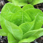 Lettuce Seeds - Jericho, ORGANIC - Sow True Seed